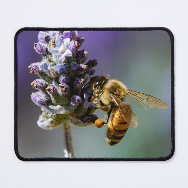 Item preview, Bee on Lavander designed and sold by Mslphotography.