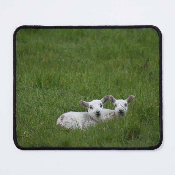 Item preview, Twin Lambs designed and sold by annamm18.