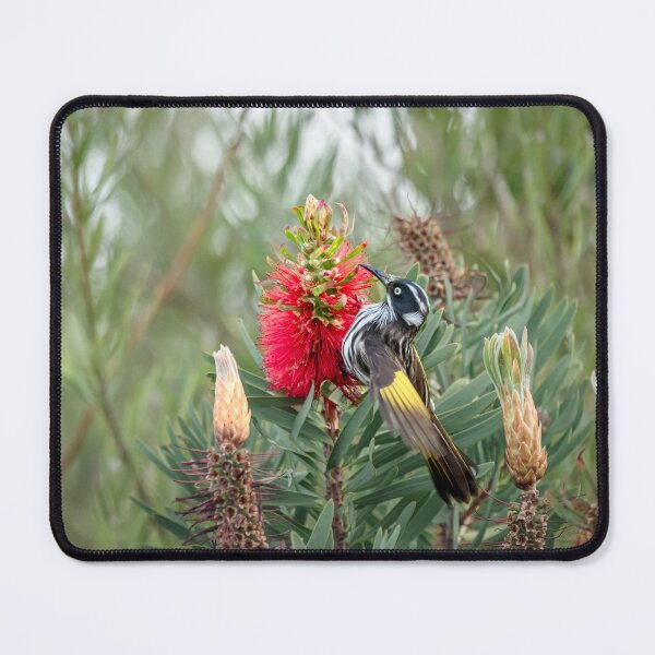 Item preview, Land scape new Holland honeyeater designed and sold by Mslphotography.