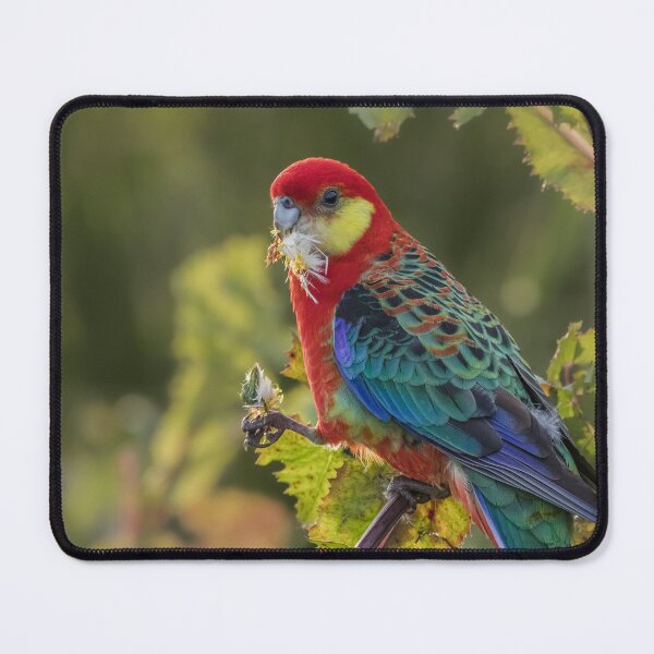 Item preview, Western Rosella  designed and sold by Mslphotography.