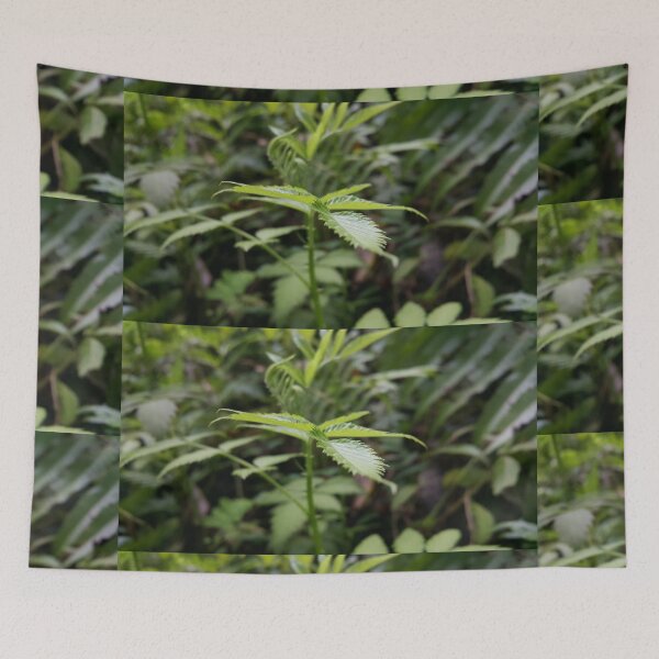 Item preview, Beautiful light green plant leaf wallpaper focuses on the foreground designed and sold by Yusuf-Design.