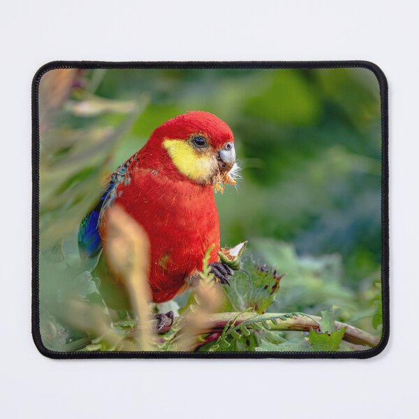 Item preview, Western Rosella  designed and sold by Mslphotography.