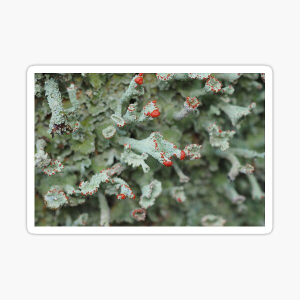Item preview, Delicate blue-green lichen with red tips designed and sold by MinJasmin68.