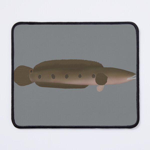 Item preview, Great Snakehead designed and sold by fishfolkart.