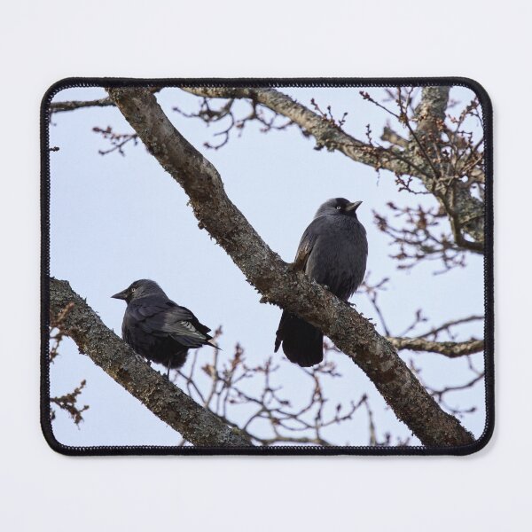Item preview, Misunderstandings. Western jackdaw designed and sold by Jouko Lehto Photography.