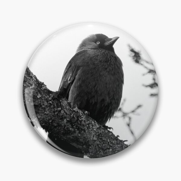 Item preview, Misunderstandings. Western jackdaw bw designed and sold by Jouko Lehto Photography.