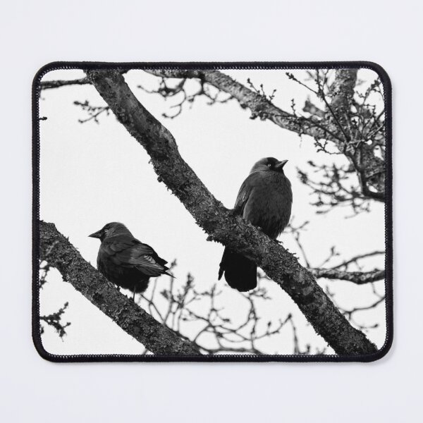 Item preview, Misunderstandings. Western jackdaw bw designed and sold by Jouko Lehto Photography.