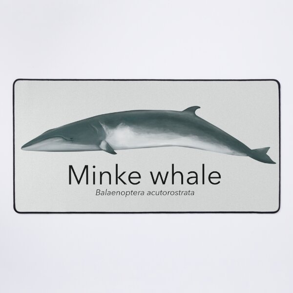 Item preview, Minke whale illustration designed and sold by Tistarabis.