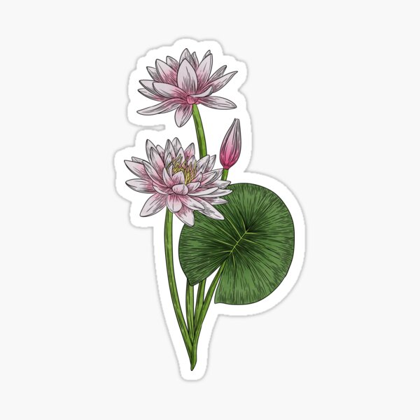 Artikel-Vorschau von Seerosenblüten, designt und verkauft von Marguerite Artistry.