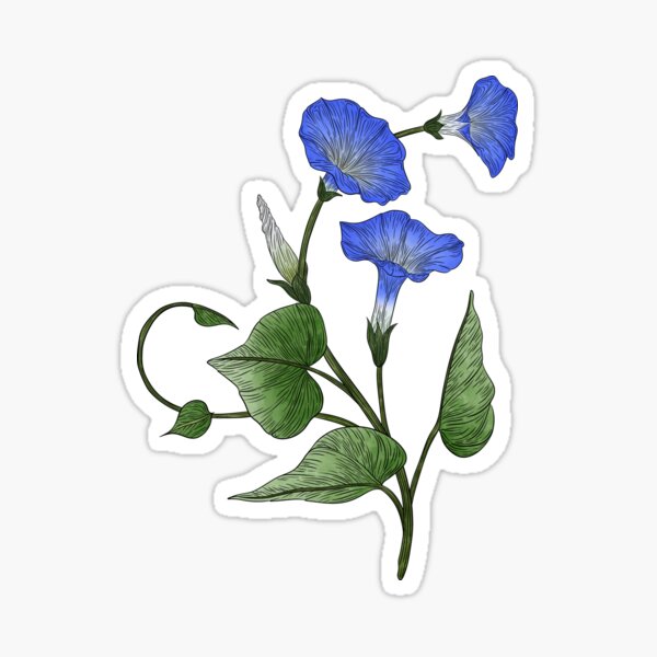 Artikel-Vorschau von Blaue Prunkwinden, designt und verkauft von Marguerite Artistry.