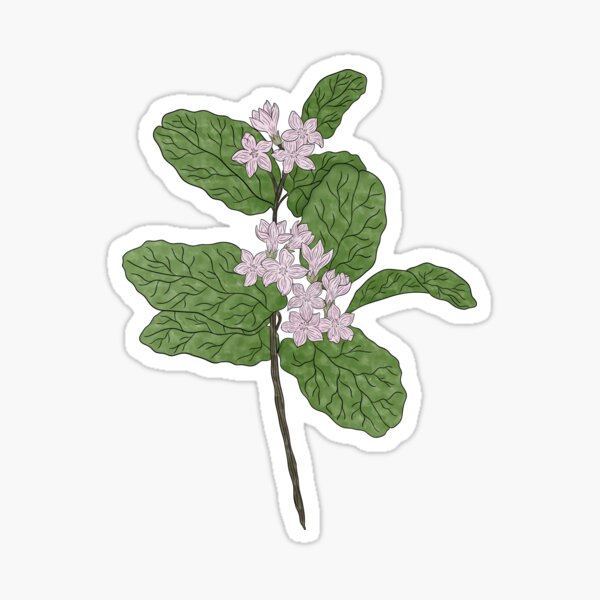 Artikel-Vorschau von Mayflower-Blumen, designt und verkauft von Marguerite Artistry.