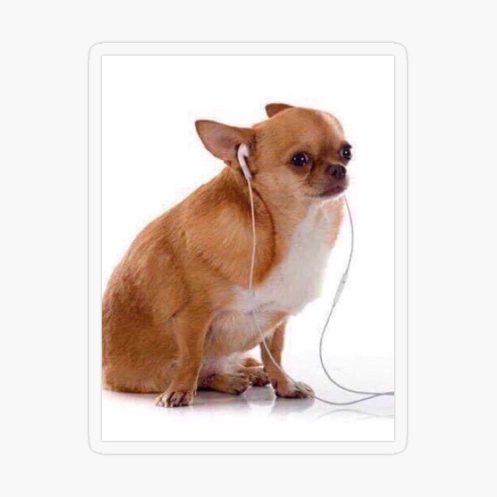 Sad Chihuahua Listening to Music
