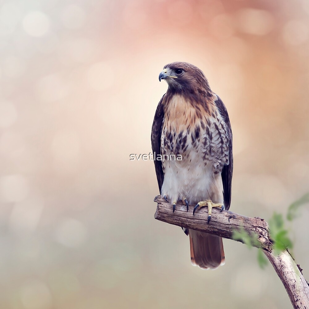 Albums 96+ Pictures red tailed hawk sitting on a limb Sharp