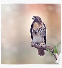 Red-tailed hawk (Buteo jamaicensis) sitting on a branch Poster