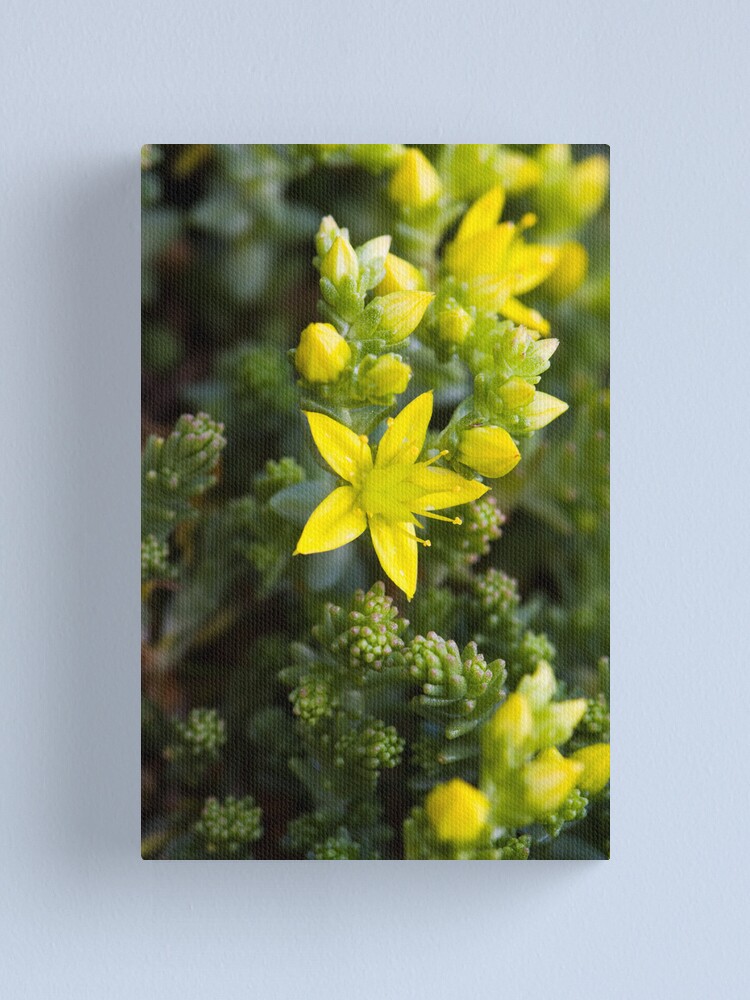 Alternate view of Biting Stonecrop (Sedum acre) Canvas Print
