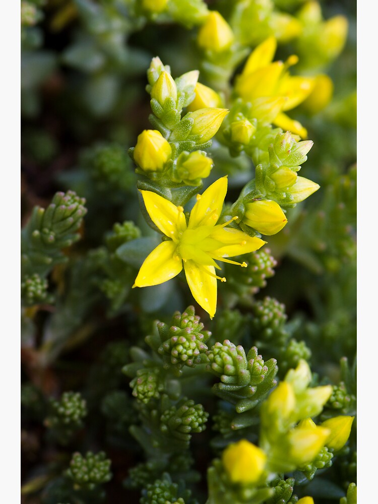 Biting Stonecrop (Sedum acre) by SteveChilton