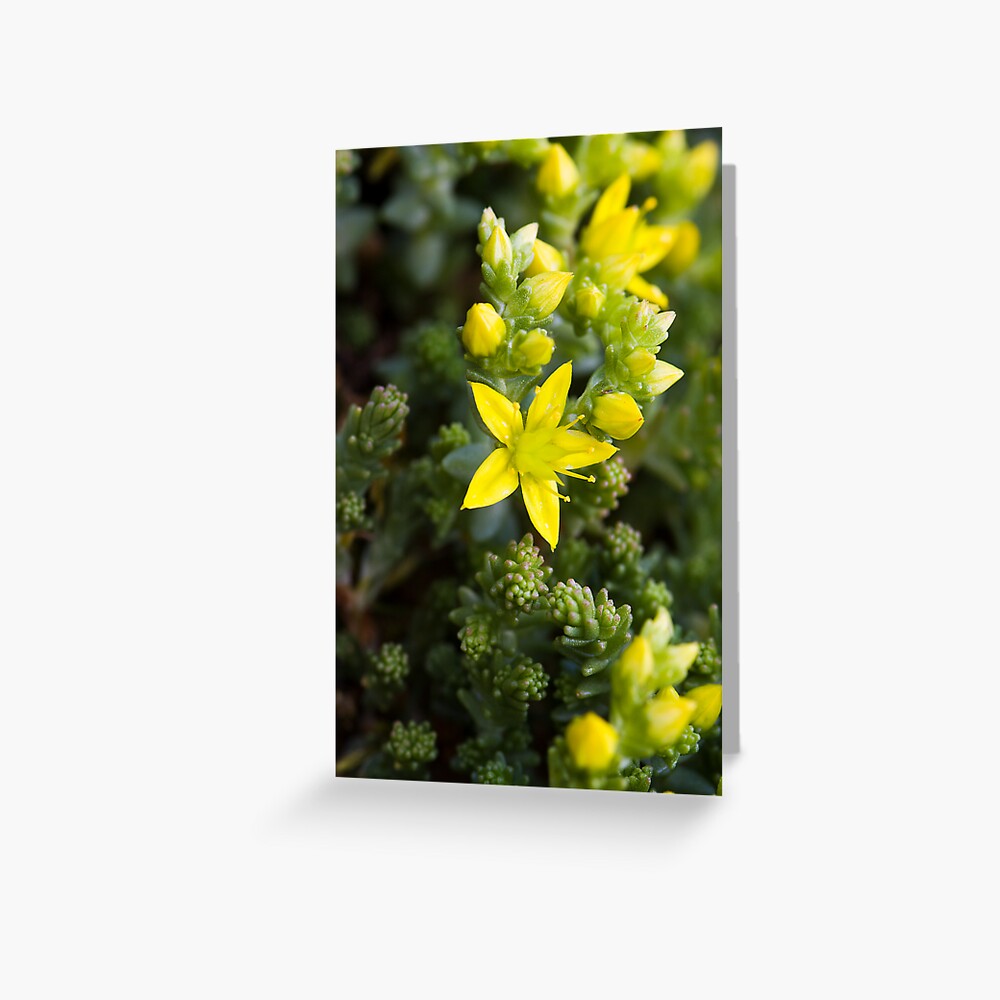 Biting Stonecrop (Sedum acre) Greeting Card