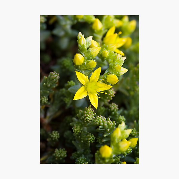 Biting Stonecrop (Sedum acre) Photographic Print