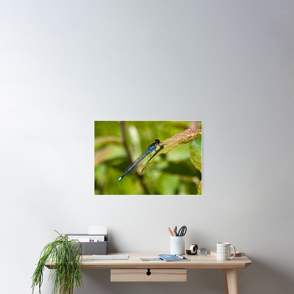 Red-eyed Damselfly (Erythromma najas) Poster