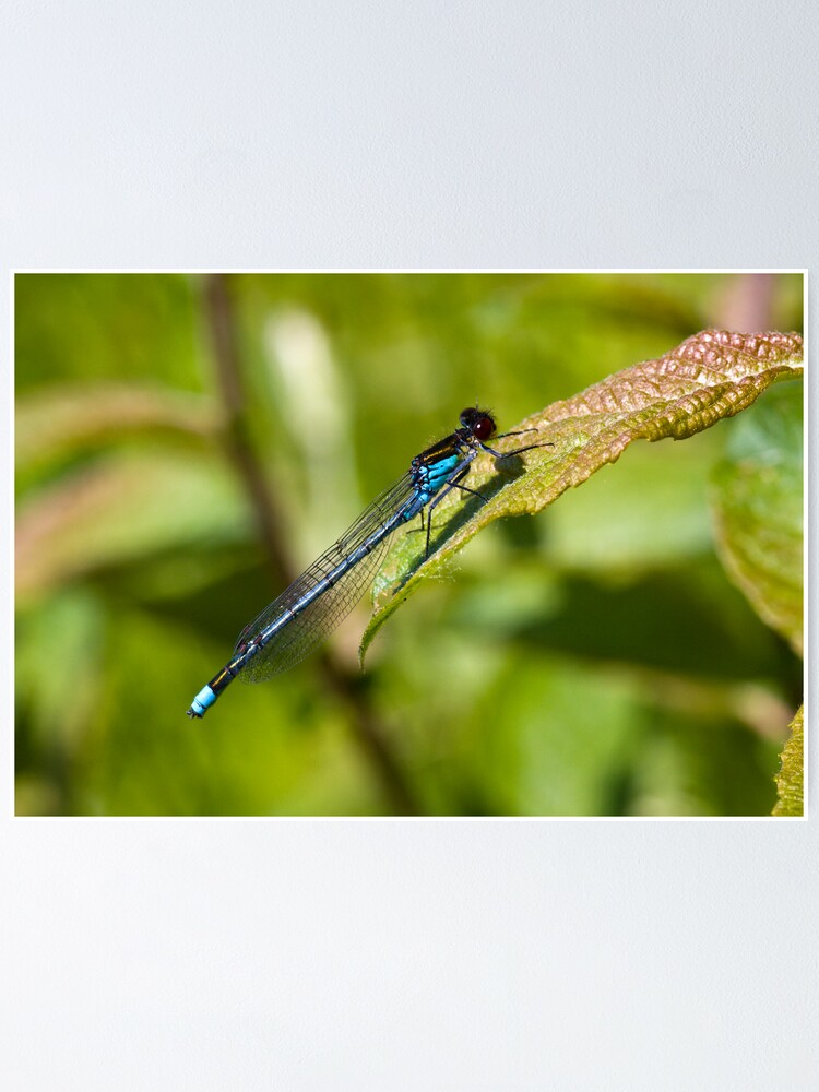 Alternate view of Red-eyed Damselfly (Erythromma najas) Poster