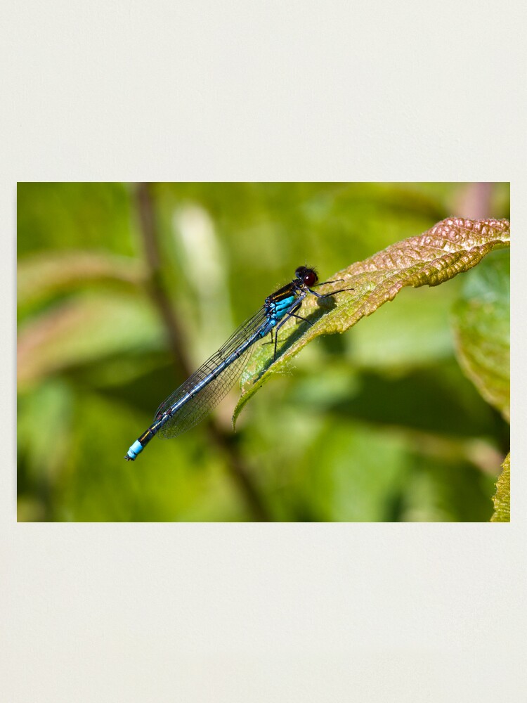 Alternate view of Red-eyed Damselfly (Erythromma najas) Photographic Print