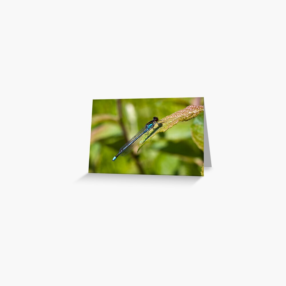 Red-eyed Damselfly (Erythromma najas) Greeting Card
