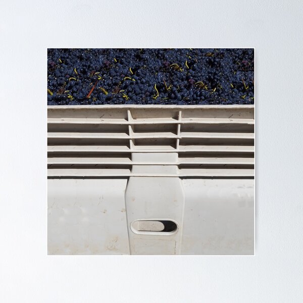 Nally Bin and Grapes by Adelaide Artist Avril Thomas at Magpie Springs Poster