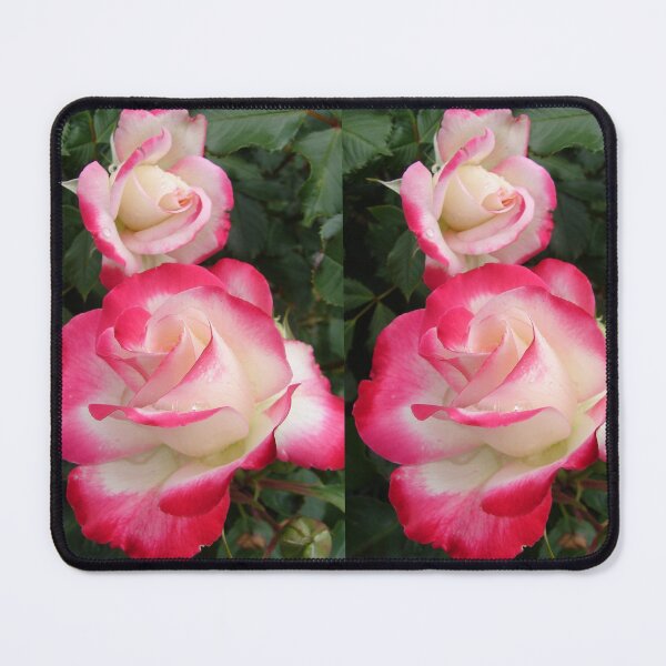 Item preview, Red and White Rose Flower - Fire and Ice designed and sold by Sarah Rajkotwala.