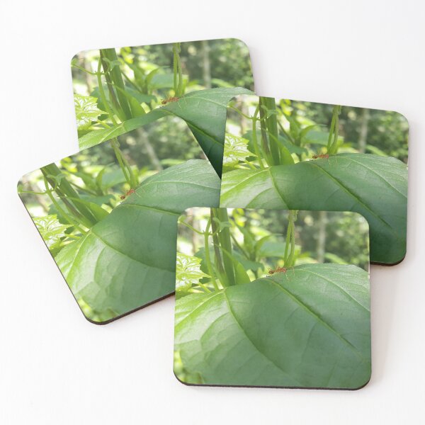 Item preview, Weaver ant on green plant leaves interspersed with sunlight. designed and sold by Yusuf-Design.