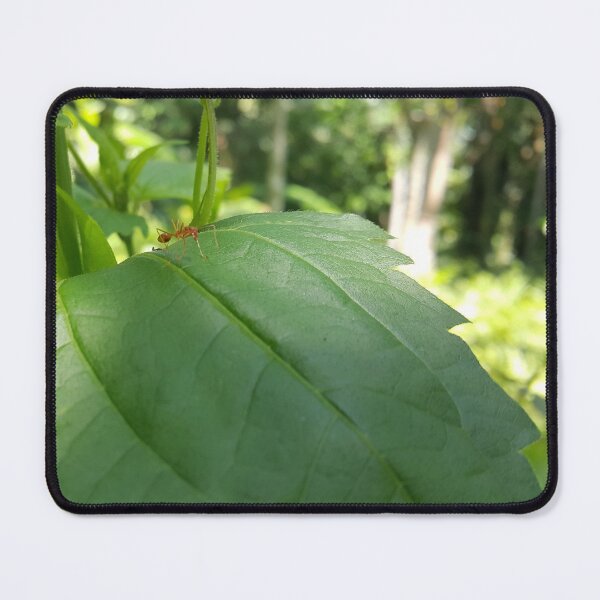 Item preview, Weaver ant on green plant leaves interspersed with sunlight. designed and sold by Yusuf-Design.