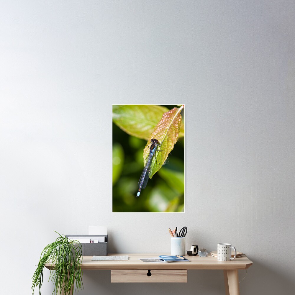 Red-eyed Damselfly (Erythromma najas) Poster