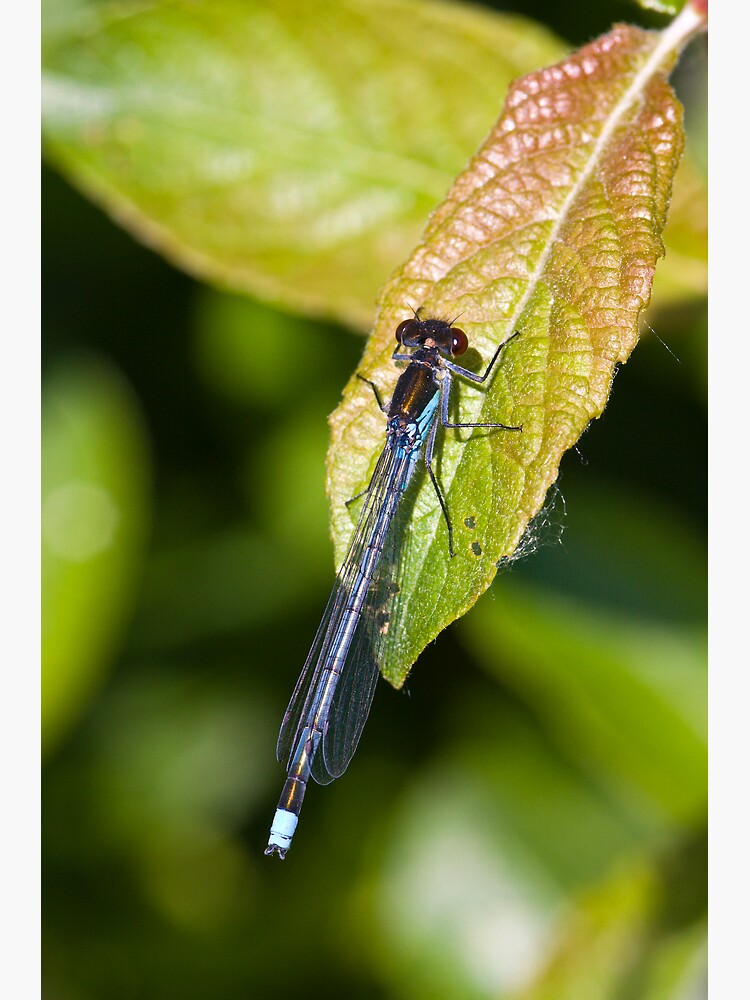 Red-eyed Damselfly (Erythromma najas) by SteveChilton