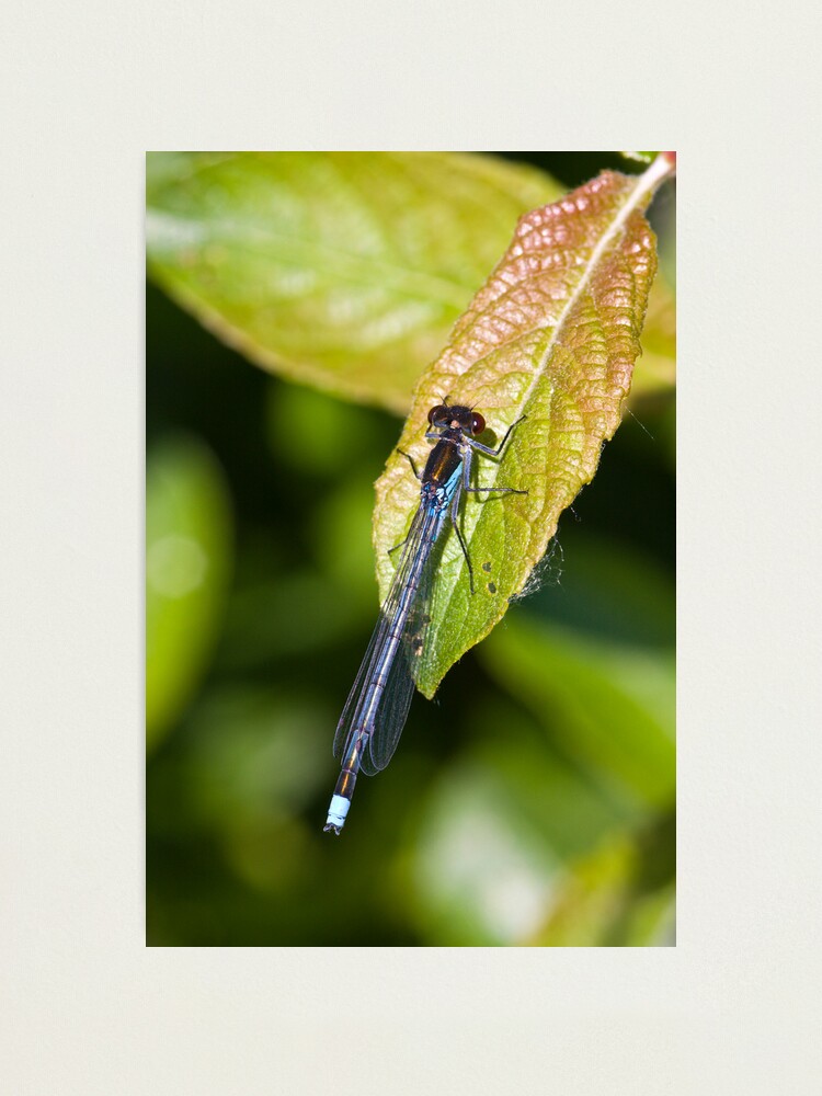 Alternate view of Red-eyed Damselfly (Erythromma najas) Photographic Print