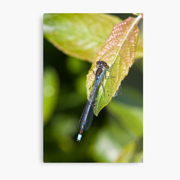 Red-eyed Damselfly (Erythromma najas) Metal Print