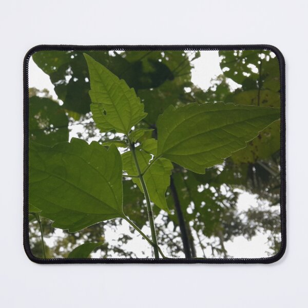 Item preview, Low angle view of plant leaves on the mountain designed and sold by Yusuf-Design.