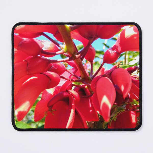 Item preview, Erythrina crista-galli: Vibrant Coral Tree Blossom designed and sold by LizyFruitBatPrints.