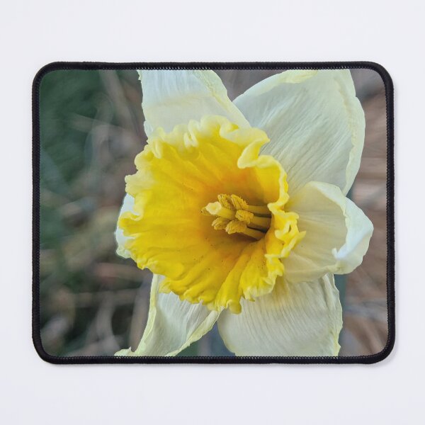 Item preview, Daffodil designed and sold by Betsy Phillips.