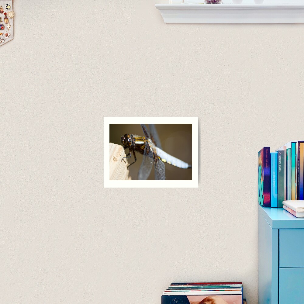 Broad-bodied Chaser (Libellula depressa) Art Print