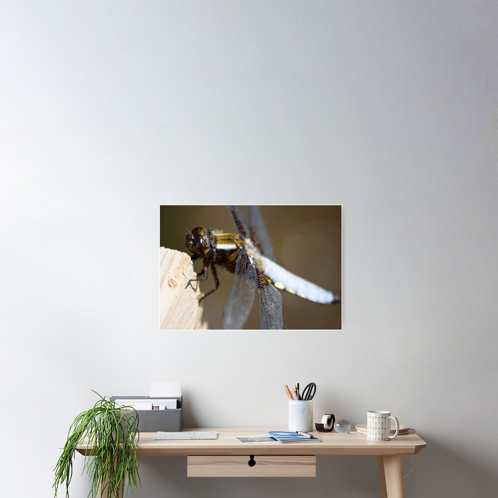 Broad-bodied Chaser (Libellula depressa) Poster