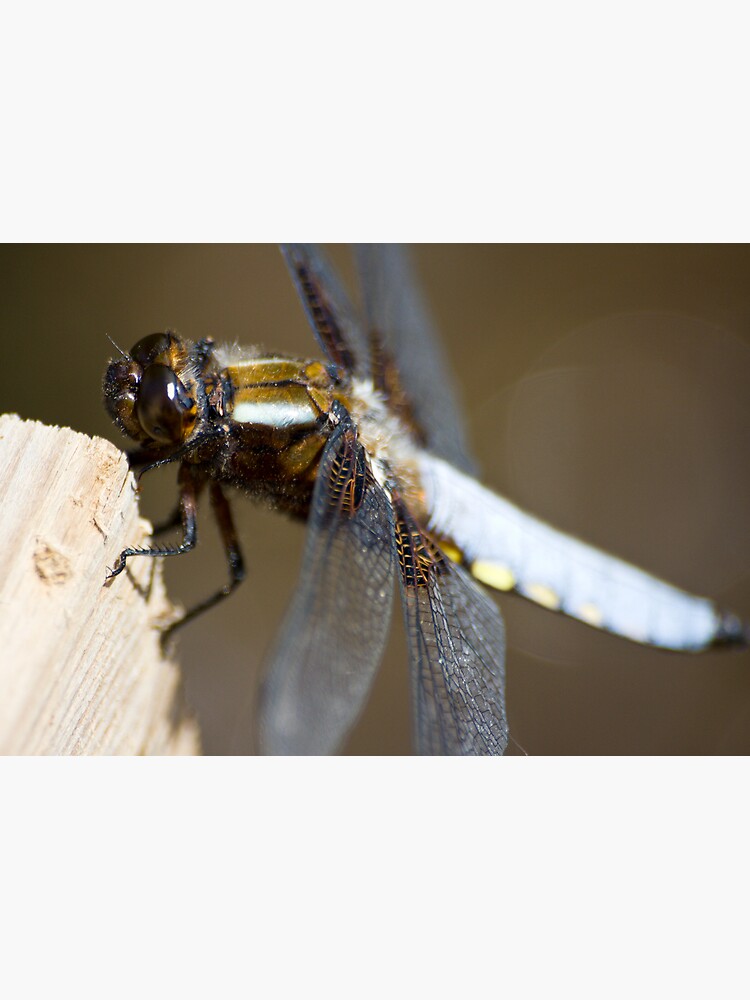 Broad-bodied Chaser (Libellula depressa) by SteveChilton
