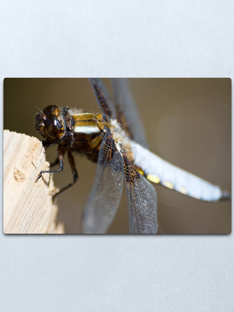 Alternate view of Broad-bodied Chaser (Libellula depressa) Metal Print