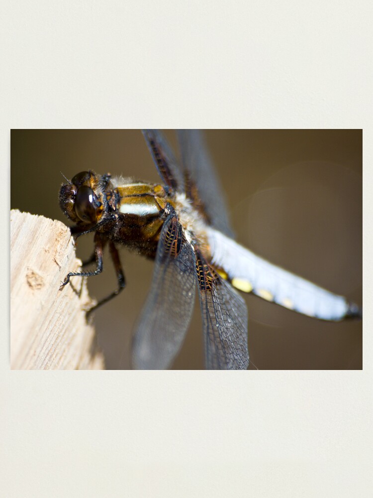 Alternate view of Broad-bodied Chaser (Libellula depressa) Photographic Print