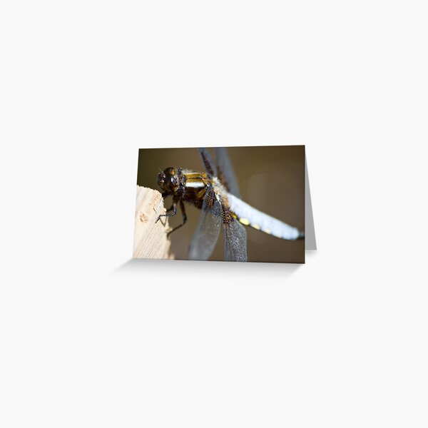 Broad-bodied Chaser (Libellula depressa) Greeting Card