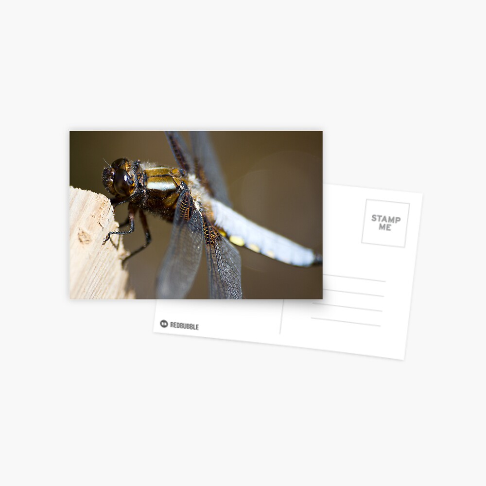 Broad-bodied Chaser (Libellula depressa) Postcard
