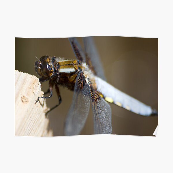 Broad-bodied Chaser (Libellula depressa) Poster