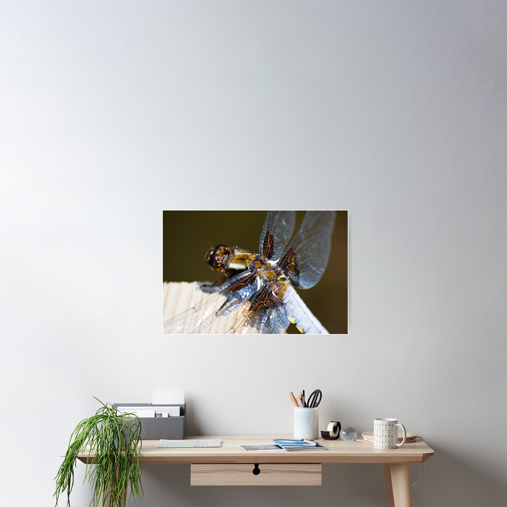 Broad-bodied Chaser (Libellula depressa) Poster