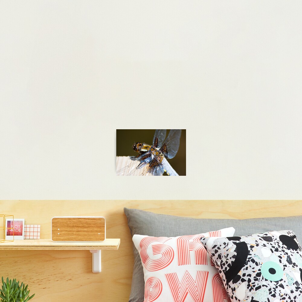 Broad-bodied Chaser (Libellula depressa) Photographic Print