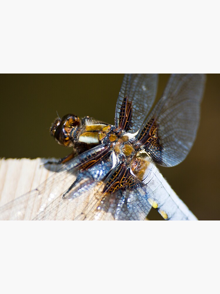 Broad-bodied Chaser (Libellula depressa) by SteveChilton
