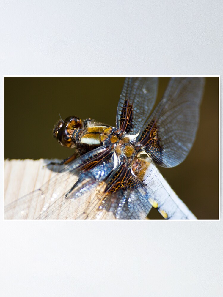 Alternate view of Broad-bodied Chaser (Libellula depressa) Poster