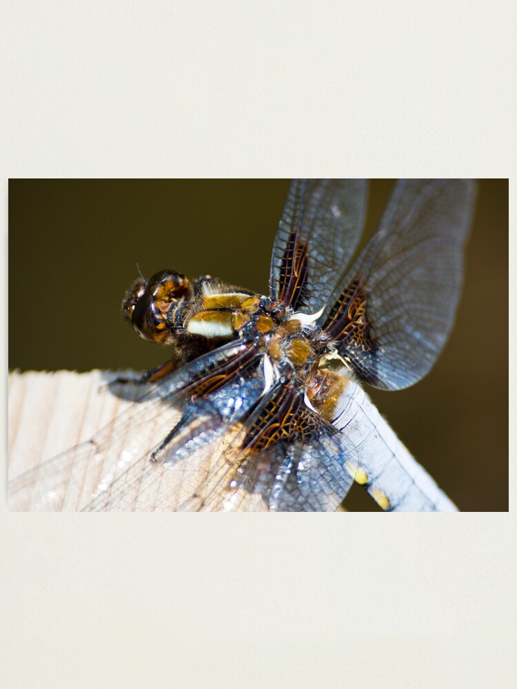 Alternate view of Broad-bodied Chaser (Libellula depressa) Photographic Print